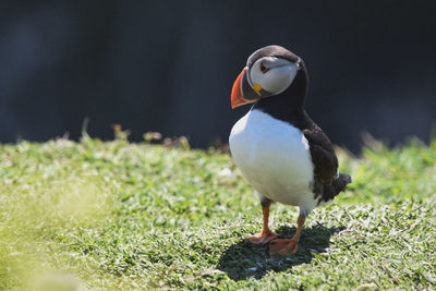 Close-up of puffin perching on a cliff edge