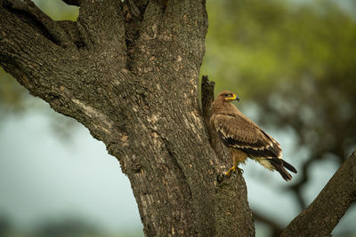 Tawny eagle on tree trunk turning head