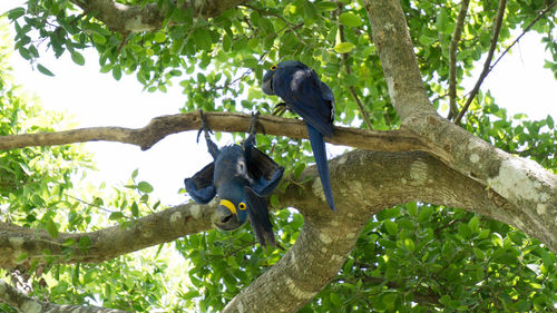 Low angle view of birds perching on tree