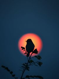 Low angle view of silhouette bird perching on tree against sky