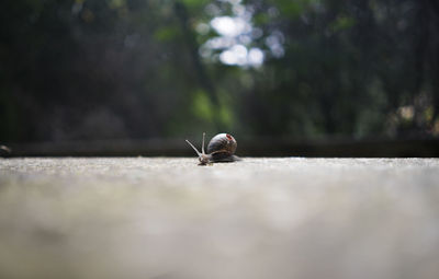 Close-up of snail on street