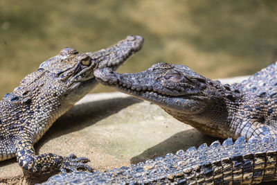 Close-up of a lizard