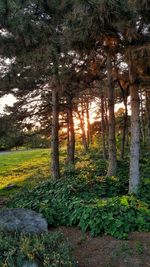 Trees in forest