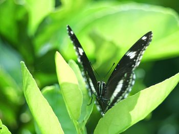 Close-up of butterfly on leaf