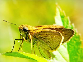 Close-up of insect on plant