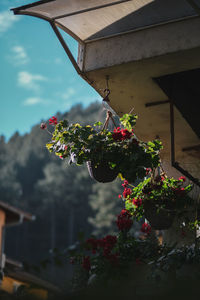 Close-up of potted plant against building