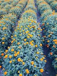 High angle view of flowering plants on land