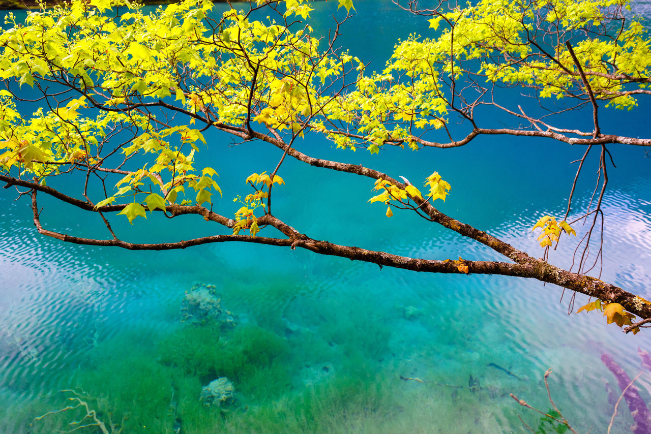 TREES AGAINST BLUE SEA