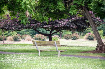 Empty bench in park