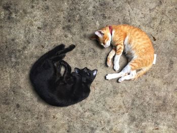 High angle view of cats lying down