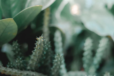 Close-up of succulent plant