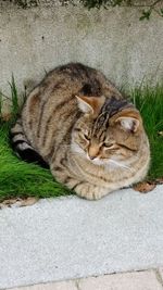 Cat sleeping on the wall