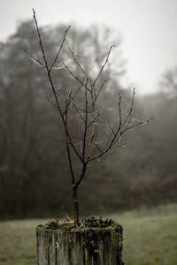 Close-up of bare tree against sky