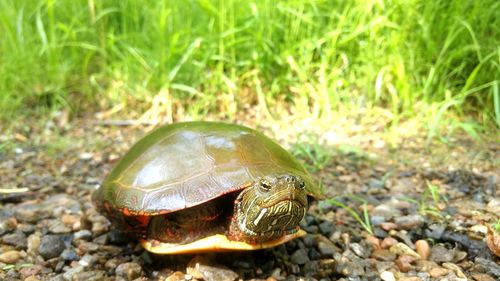 Close-up of turtle on field