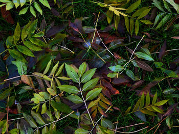High angle view of wet leaves on field