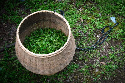 High angle view of tea crops in basket on land