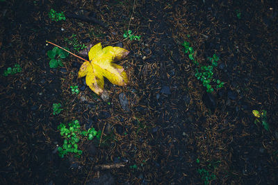 High angle view of yellow maple leaf on field