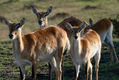 Deer standing on field