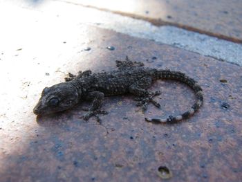 High angle view of lizard on sidewalk