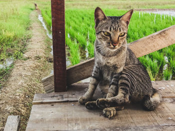 Portrait of cat sitting on wood