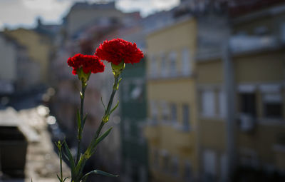 Close-up of red flowering plant