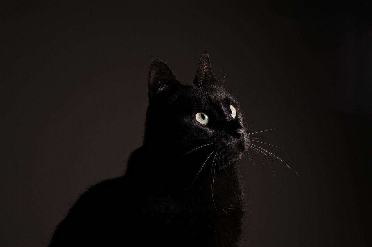 cat, pets, domestic, animal themes, animal, domestic animals, mammal, domestic cat, feline, one animal, vertebrate, studio shot, indoors, whisker, black background, no people, close-up, copy space, looking, black color, animal head, animal eye