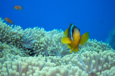 Fish swimming in sea