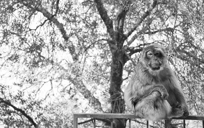 Low angle view of statue sitting on tree