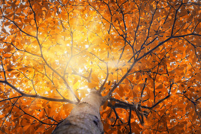 Low angle view of bare tree during autumn