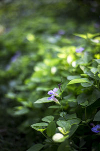 Close-up of purple flowering plant