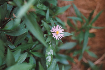 Close-up of purple flowering plant