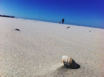 Close-up of seashell on beach against clear sky