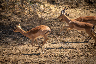 Male and female common impala gallop past