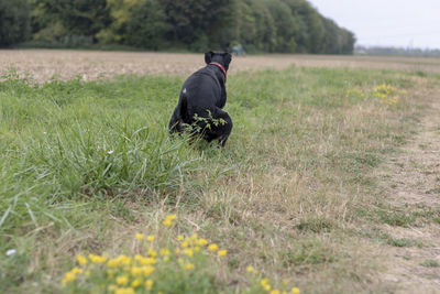 Full length of a dog on field