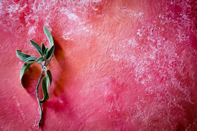 Close-up of plant against red wall