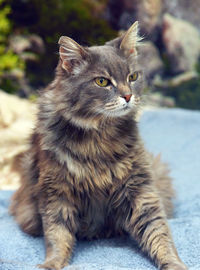 Close-up of a cat looking away