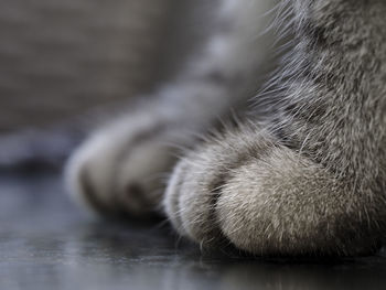 Close-up of cat paws on floor
