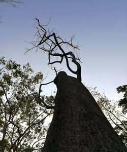 Low angle view of bare tree against clear sky