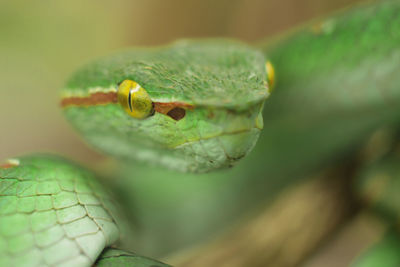 Close-up of insect on leaf