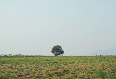 Scenic view of field against clear sky