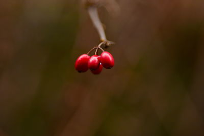 Close-up of red cherries on tree