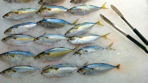 Close-up of fishes in market