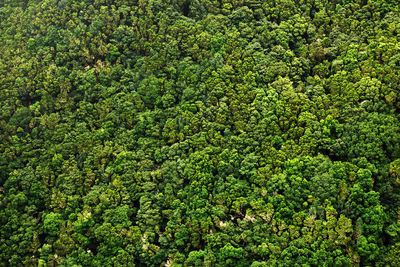 Full frame shot of green plants