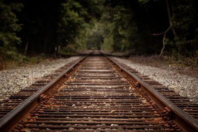Surface level of railroad tracks along trees