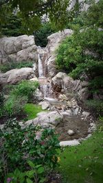 Plants growing on landscape