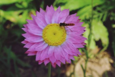 Close-up of honey bee on purple flower