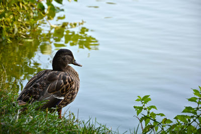 Duck swimming on lake