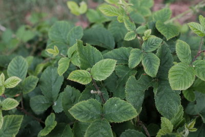 Close-up of green leaves