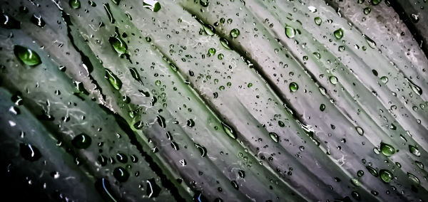 Full frame shot of raindrops on leaves