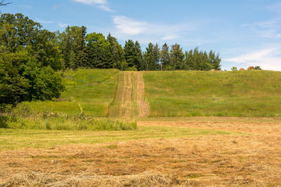 Field in summer cut for hay